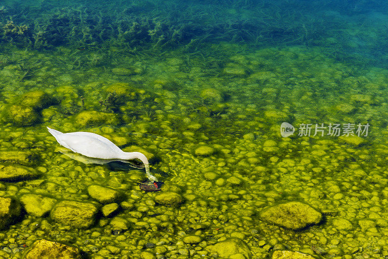 天鹅正在瑞士楚格州奥伯威尔镇的楚格湖上游泳