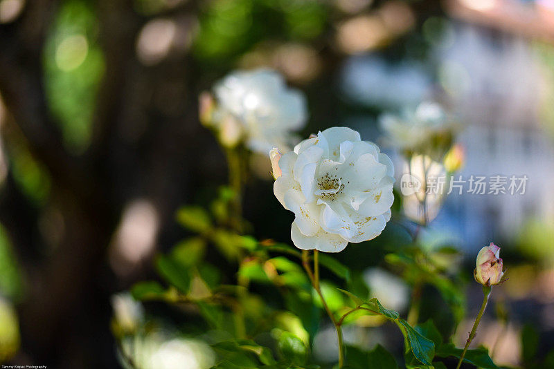 小白玫瑰花浸泡