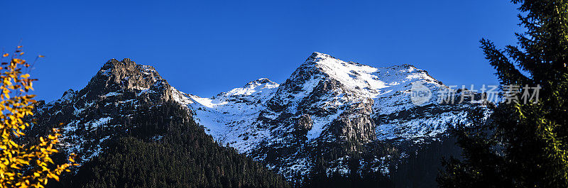 雪山山峰后的松树