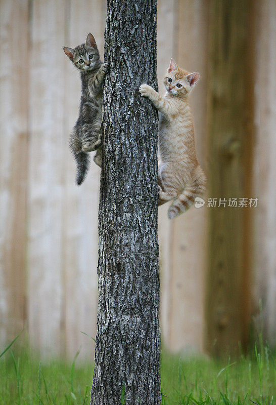 两只小猫在爬树