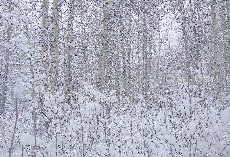 冬季森林树木覆盖的雪景