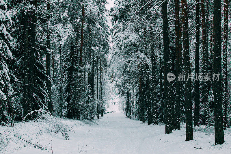 神奇的雪覆盖了树木。美丽的冬天的风景