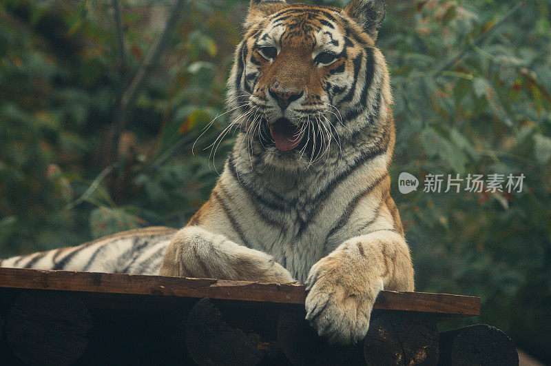 老虎，老虎躺在绿色的灌木丛的背景上