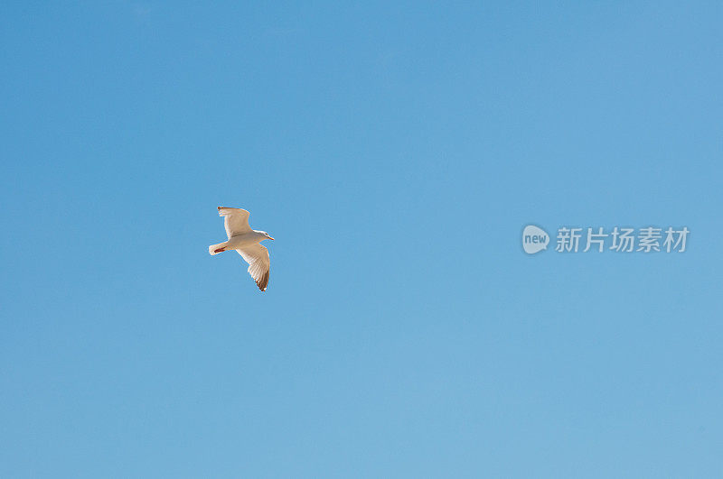 海鸥在湛蓝的天空中飞翔