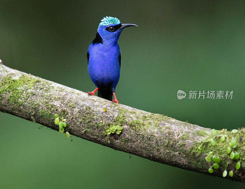 红腿蜜蛾，雄性，哥斯达黎加