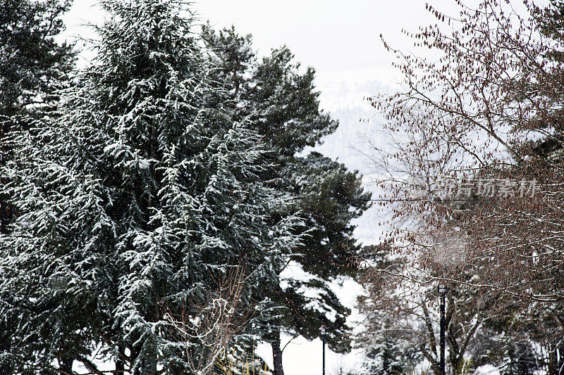 雪和松树