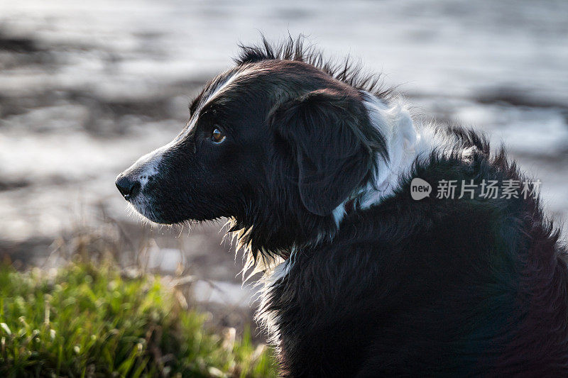 快乐边境牧羊犬侧廓与选择性焦点海边