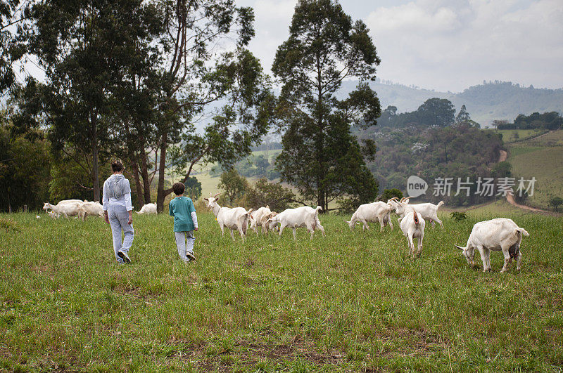 田间山羊。与动物互动。山羊养殖。农业综合企业