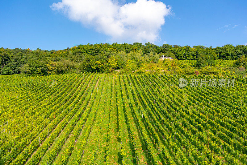 葡萄园在低森林纪念碑纪念碑Rüdesheim，德国