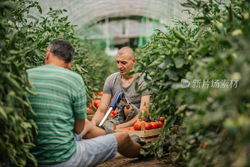 农夫和他的儿子在温室里摘番茄