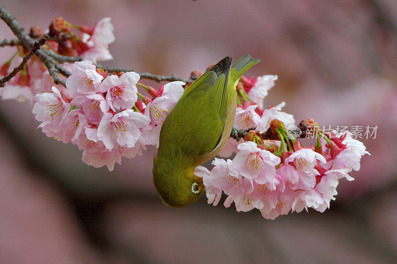 日本白眼睛享受吮吸樱花花蜜