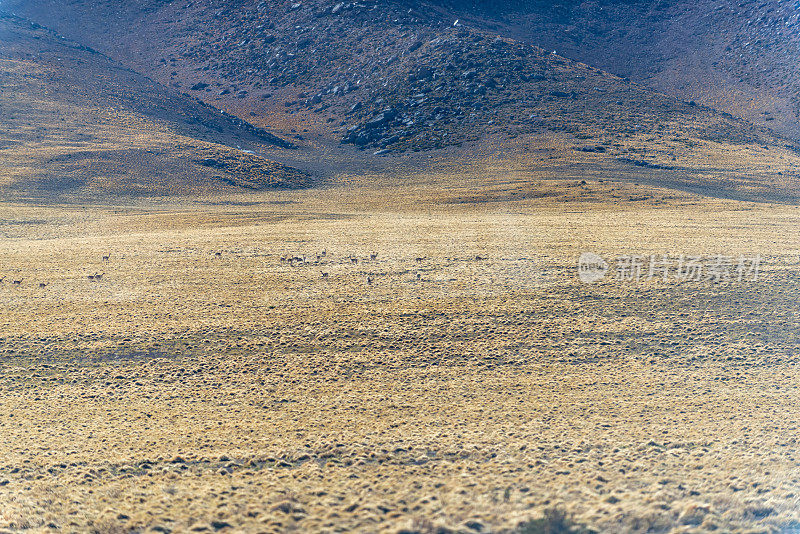 大羊驼在拉古纳斯米斯坎蒂和米尼克斯-阿塔卡马沙漠，智利