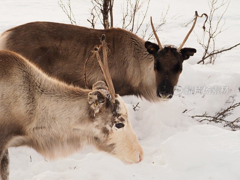 雪地里的两只驯鹿