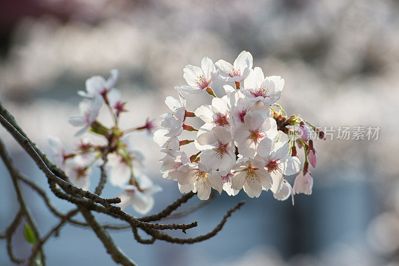 樱花