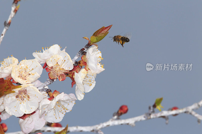 欧洲蜜蜂