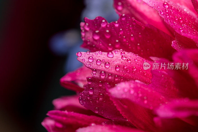 微距摄影的湿粉牡丹花在黑暗的背景