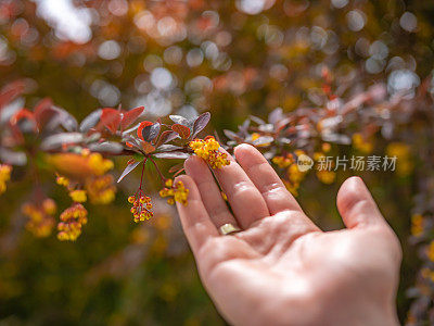 女性手触花特写宏