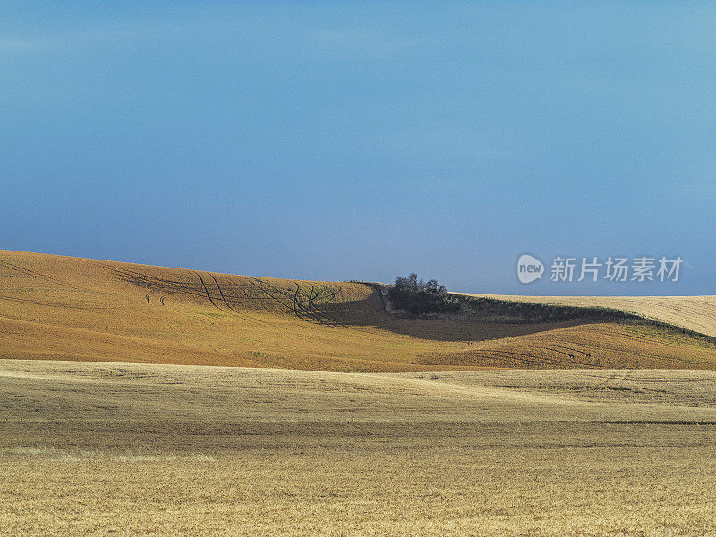 滚动的麦田