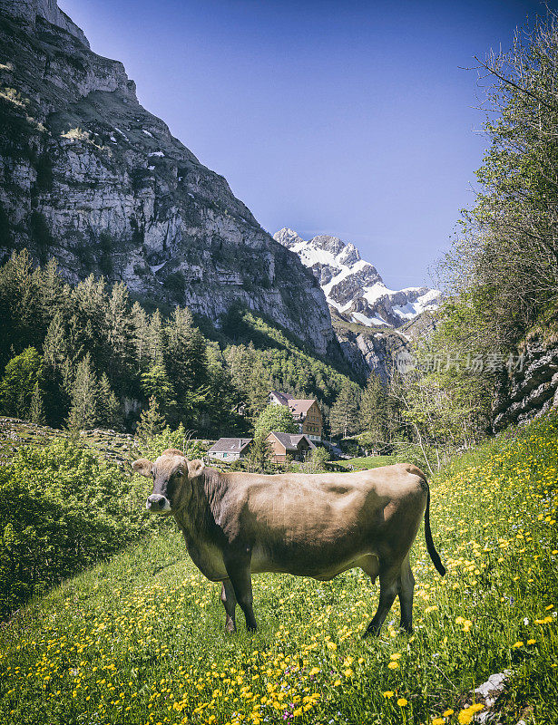 奶牛在瑞士的山脉前面Säntis