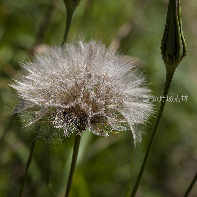 Sonchus薄荷种子