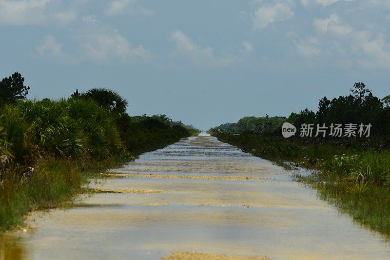 水在森林里流过一条又长又直的土路