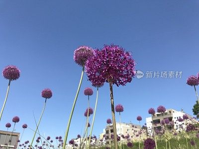 灯泡的花