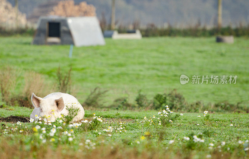 有机猪躺在草地和鲜花在有机农场