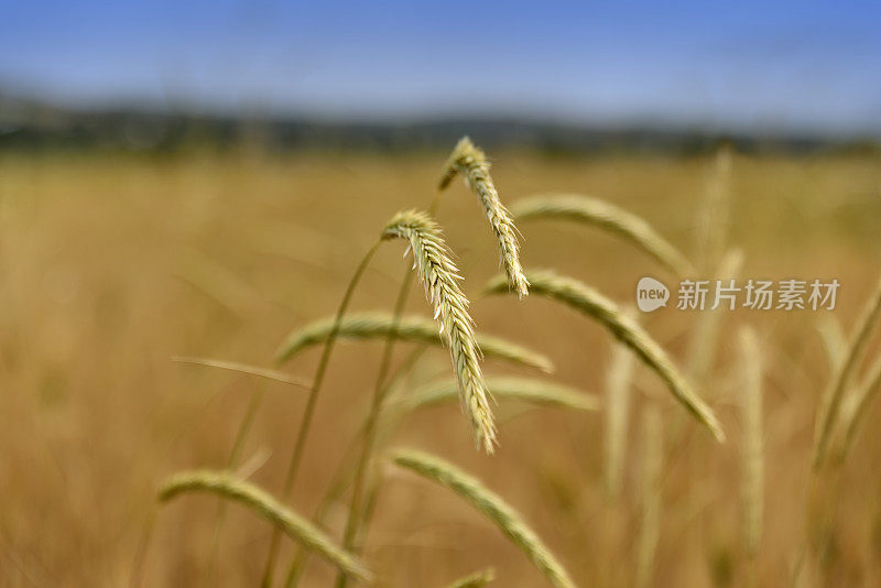 场的小麦