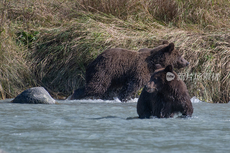 阿拉斯加海岸棕熊，兄弟，钓鱼