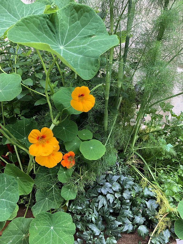 特写图像的草本和开花植物，茴香，旱金莲和蔓藤