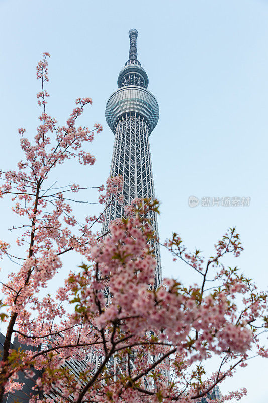 东京天空树和樱花