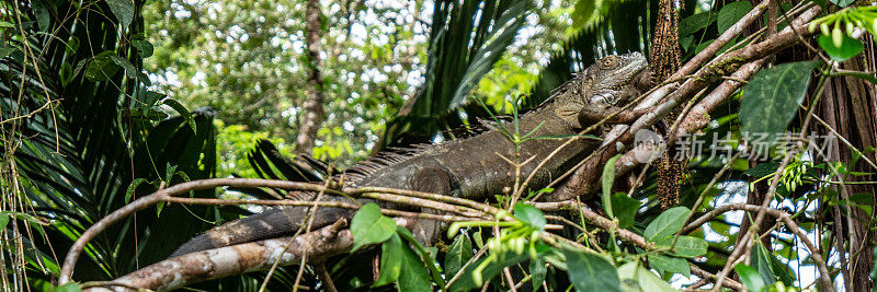 鬣蜥躲在哥斯达黎加的雨林里