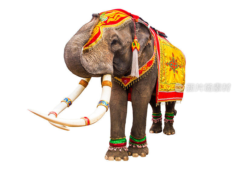 大象养鼻子，大象有美丽的大孤立在白色的背景。彩绘象头，装饰泰国大象。
