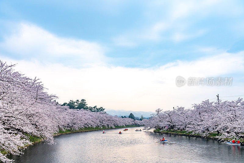 广崎公园的樱花在春日祭季节早上美丽的一天