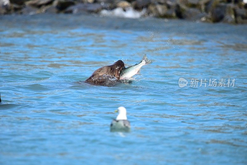 虎头海狮捕获鲑鱼