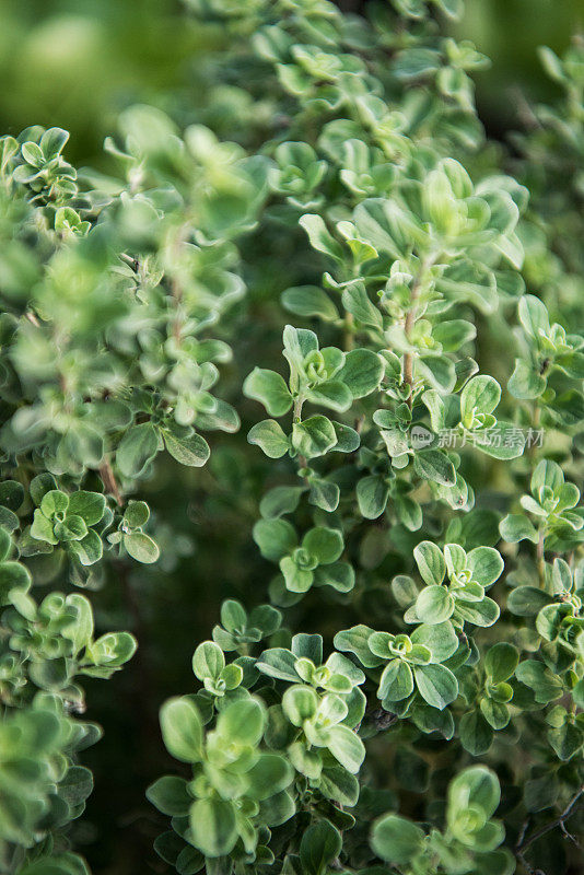 马约兰(牛马约拉纳)植物特写