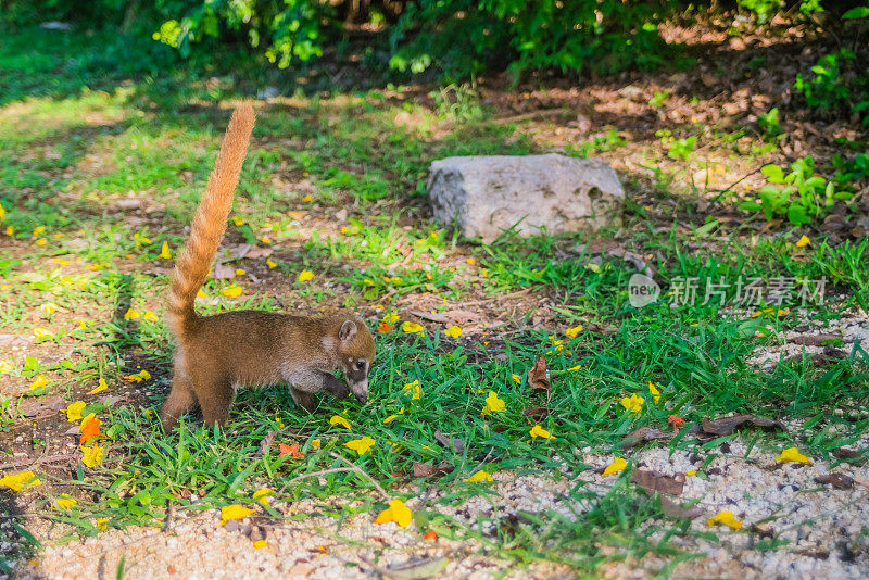 小长鼻浣熊在找食物