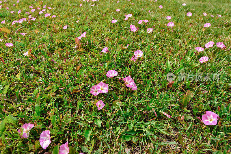 草坪上有矮牵牛花，绿草里有矮牵牛花，粉红的矮牵牛花