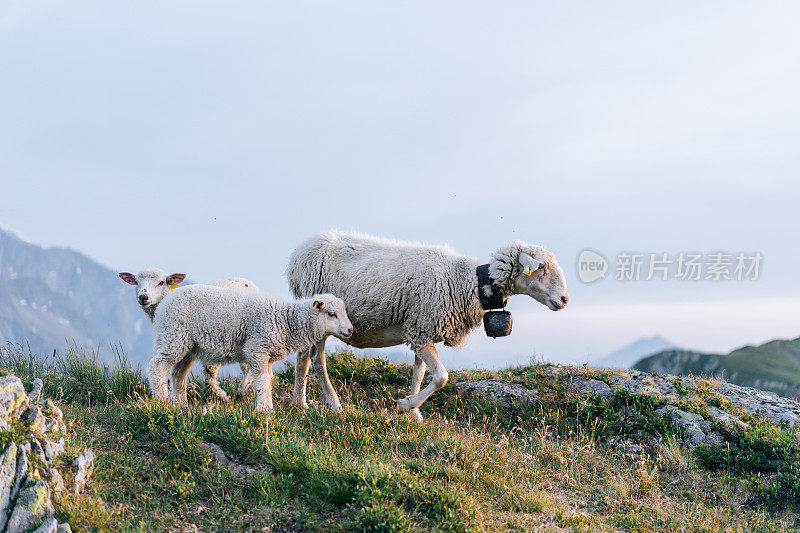 日出时羊群沿着山脊散步