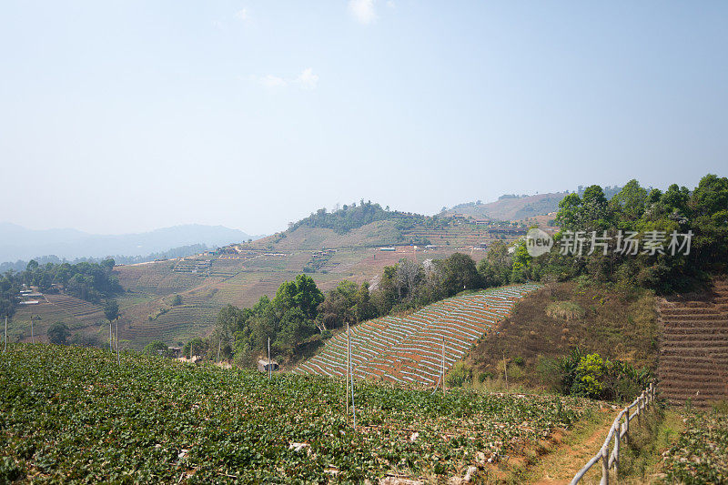 清莱省山上的草莓田全景