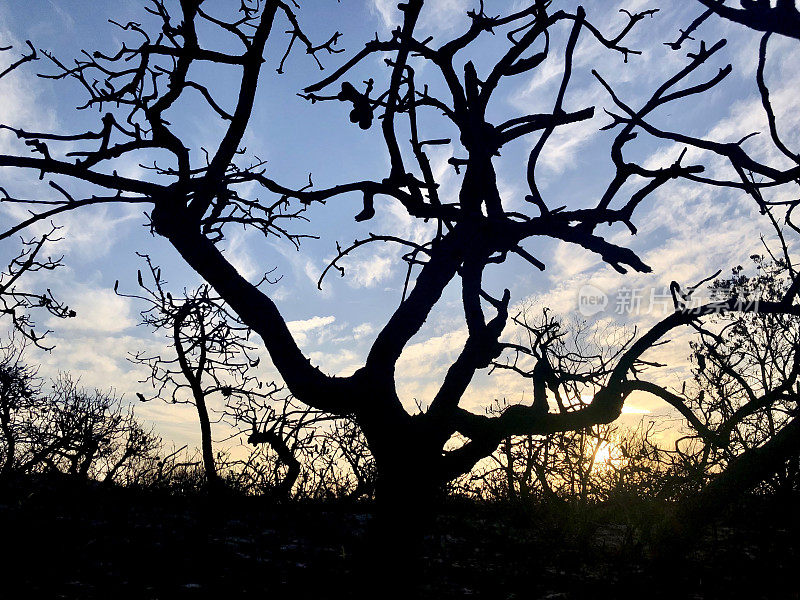 森林大火后日落时Banksia树的剪影