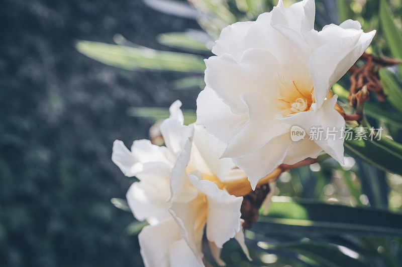 美丽的花朵