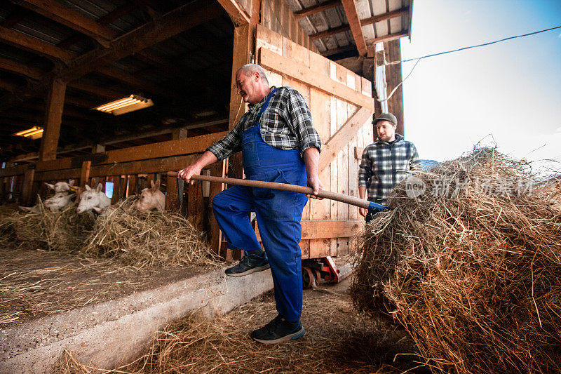 高级农民与装载干草叉进入马厩在Bib工作服携带干草喂养山羊-股票照片