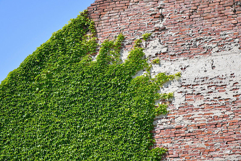 砖墙上的攀缘植物