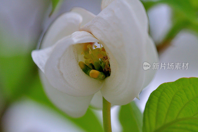 山茱萸花的极端特写照片，被花瓣状苞片包围