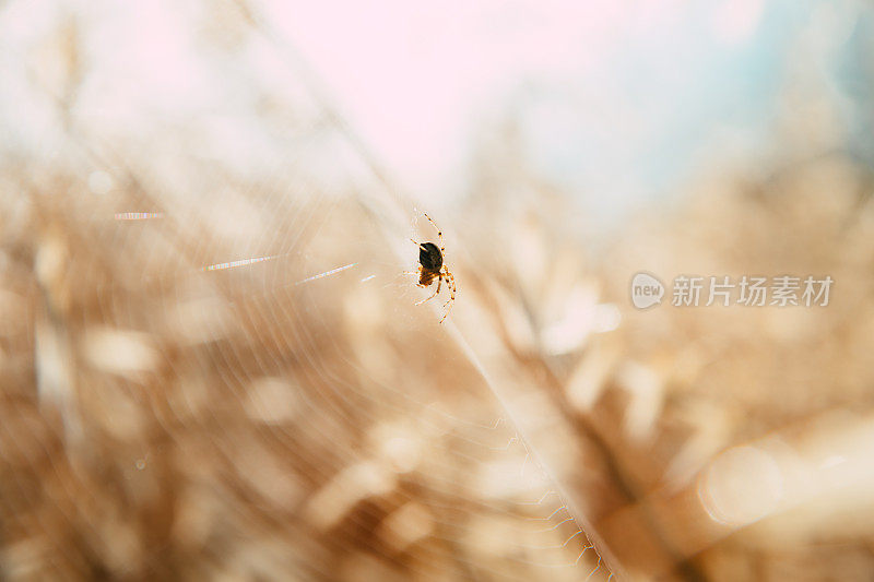 模糊的绿色自然森林景观背景与阳光耀斑:模糊的散景自然背景