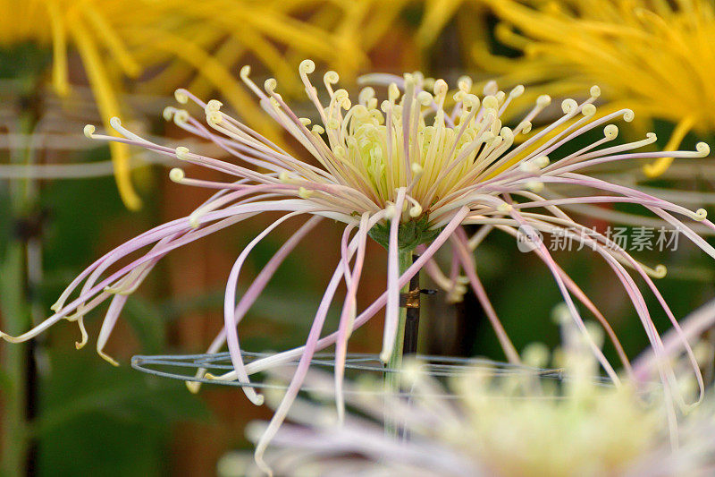 菊花