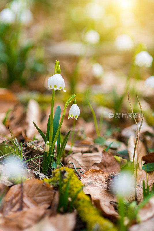 早春森林中白色的雪花花——白花