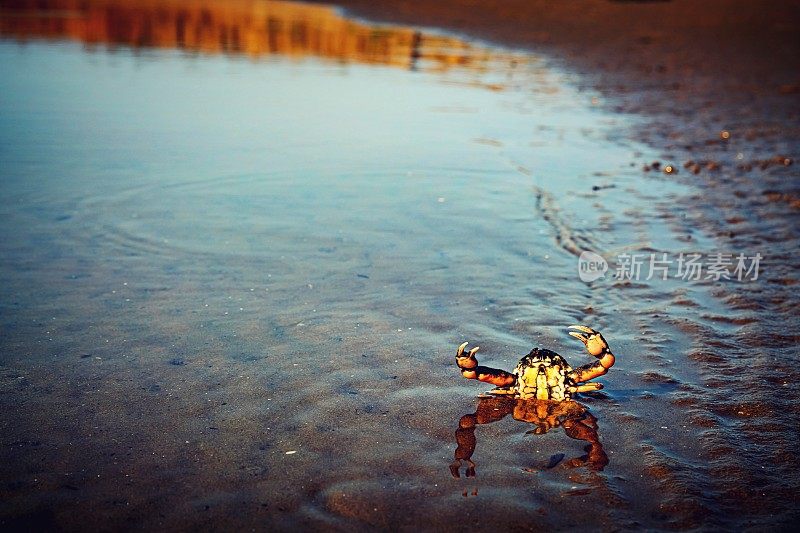 螃蟹在海滩上散步