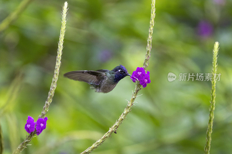 厄瓜多尔南部，雄性紫头蜂鸟，背部有翅膀